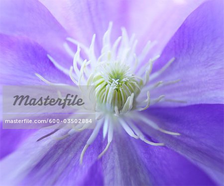 Close up of Purple Flower