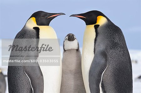 Emperor Penguin Adults and Chick, Snow Hill Island, Antarctic Peninsula