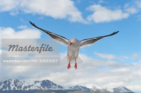 Dolphin Gull, Ushuaia, Tierra Del Fuego, Argentine, Amérique du Sud