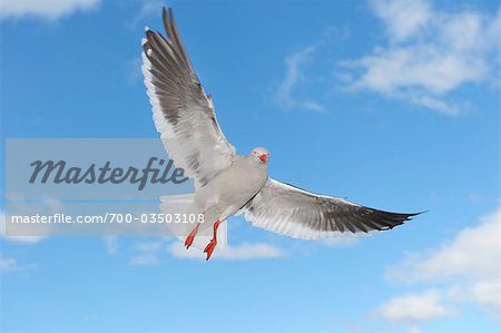 Dolphin Gull, Ushuaia, Tierra Del Fuego, Argentina, South America