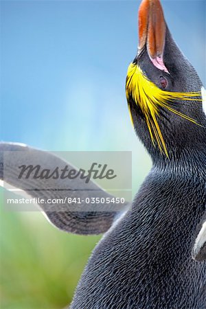 A macaroni penguin (Eudyptes chrysolophus), East Falkland, Falkland Islands, South Atlantic, South America