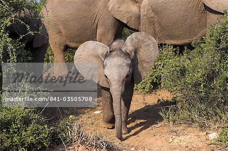 Baby elephant, Loxodonta africana, in Addo Elephant National park, Eastern Cape, South Africa