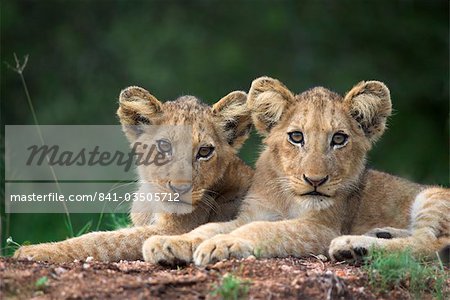 Lion Cubs, Panthera Leo, im Kruger Nationalpark Mpumalanga, Südafrika