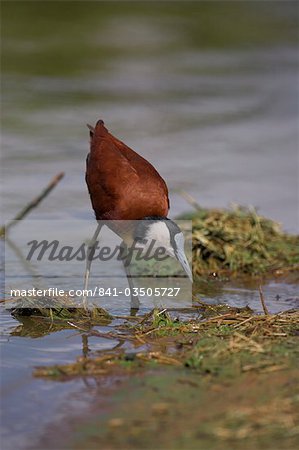 African jacana (Actophilornis africanus), Kruger National Park, South Africa, Africa