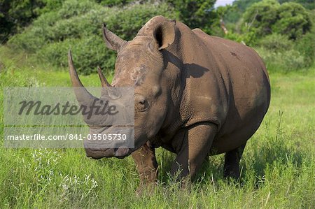 White rhino (Ceratotherium simum), Pilanesberg Game Reserve, North West Province, South Africa, Africa