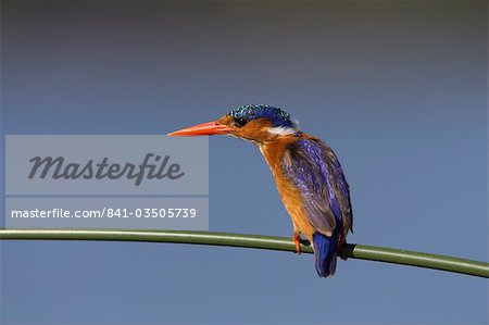 Malachite kingfisher (Alcedo cristata), on reed in Kruger National Park, Mpumalanga, South Africa, Africa