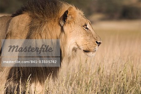 Lion (Panthera leo), Kgalagadi Transfrontier Park, Afrique du Sud, Afrique