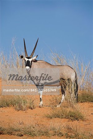 Gemsbok (Oryx gazella gazella), Kgalagadi Transfrontier Park, South Africa, Africa