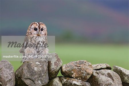 Tawny owl (Strix aluco), captive, Cumbria, England, United Kingdom, Europe