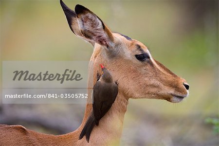 Redbilled Madenhacker (Buphagus Erythrorhynchus), Impala, Krüger Nationalpark, Südafrika, Afrika