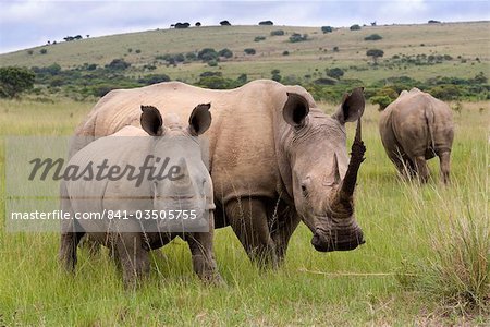 White rhino (Ceratotherium simum), and calf, Ithala Game Reserve, KwaZulu Natal, South Africa, Africa