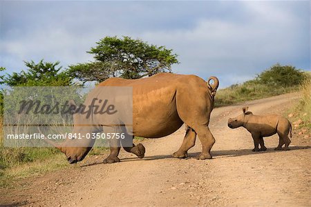 White rhino (Ceratotherium simum) and calf, Ithala Game Reserve, KwaZulu Natal, South Africa, Africa