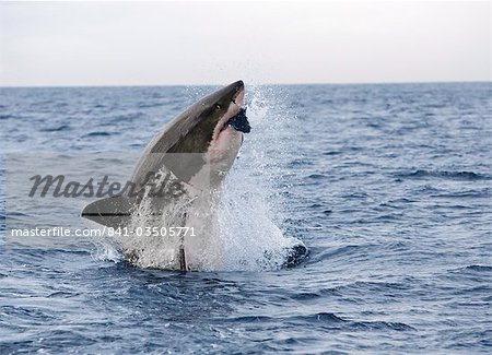 Grand requin blanc (Carcharodon carcharias), atteinte au leurre, Seal Island, False Bay, Cape Town, Afrique du Sud, Afrique