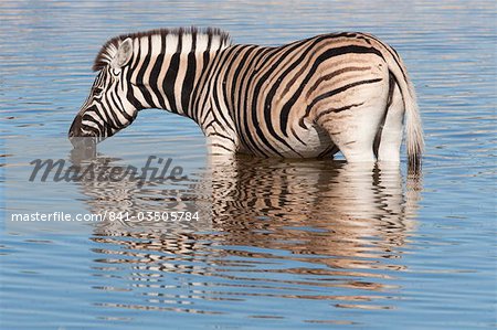 Burchell (plaines) zèbres (Equus burchelli), au point d'eau, Parc National d'Etosha, Namibie, Afrique