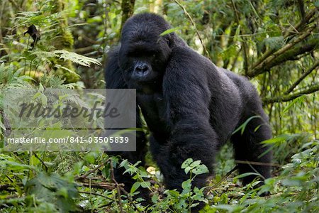 Berggorilla (Gorilla Gorilla Beringei), Silberrücken, Kongo, Ruanda, Afrika