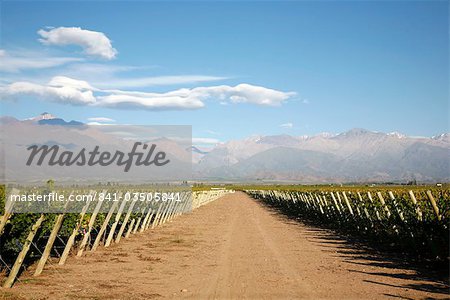 Vignobles et la Cordillère des Andes en Amérique du Sud Lujan de Cuyo, Mendoza, Argentine,