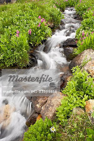 Stream through wildflowers, Mineral Basin, Uncompahgre National Forest, Colorado, United States of America, North America