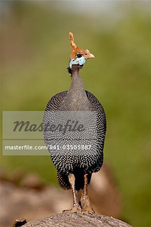 Casques de pintade (Numida meleagris), Samburu National Reserve, Kenya, Afrique de l'est, Afrique Casques de pintade (Numida meleagris), Samburu National Reserve, Kenya, Afrique de l'est, Afrique