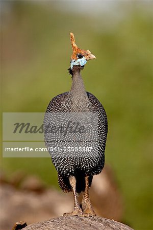 Casques de pintade (Numida meleagris), Samburu National Reserve, Kenya, Afrique de l'est, Afrique