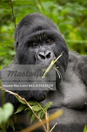 Silberrücken-Berg-Gorilla (Gorilla Gorilla Beringei), Gruppe 13, Volcanoes Nationalpark, Ruanda, Afrika