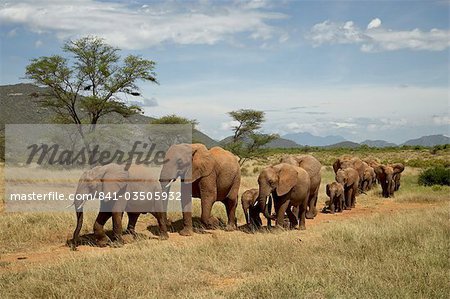 Ligne d'éléphants d'Afrique (Loxodonta africana), Samburu National Reserve, Kenya, Afrique de l'est, Afrique