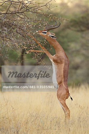 Male gerenuk (Litocranius walleri) feeding while standing on its hind legs, Samburu National Reserve, Kenya, East Africa, Africa