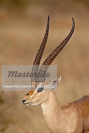 Male Grant's gazelle (Gazella granti), Samburu National Reserve, Kenya, East Africa, Africa