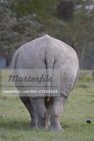 Rückansicht des ein Breitmaulnashorn (Ceratotherium Simum), Lake Nakuru Nationalpark, Kenia, Ostafrika, Afrika