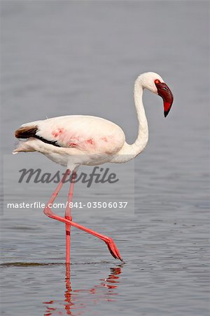 Lesser Flamingo (Phoeniconaias minor), Lake Nakuru National Park, Kenya, East Africa, Africa Lesser Flamingo (Phoeniconaias minor), Lake Nakuru National Park, Kenya, East Africa, Africa