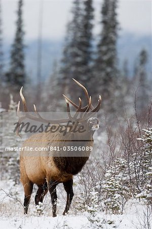 Bull elk (Cervus canadensis) bugling in the snow, Jasper National Park, UNESCO World Heritage Site, Alberta, Canada, North America