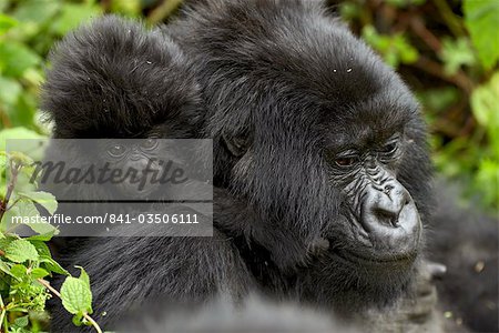 Infant mountain gorilla (Gorilla gorilla beringei) clinging to its mother's neck, Amahoro A group, Volcanoes National Park, Rwanda, Africa