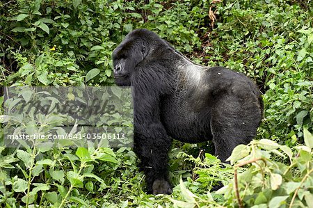 Silberrücken-Mountain Gorilla (Gorilla Gorilla Beringei) stehen im Profil, Shinda Gruppe, Volcanoes Nationalpark, Ruanda, Afrika