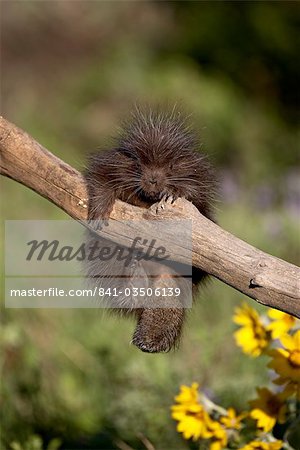 Un Porc Epic Bebe En Captivite Erethizon Dorsatum Animaux De Montana Bozeman Montana Etats Unis D Amerique L Amerique Du Nord Photographie De Stock Masterfile Rights Managed Artiste Robertharding Code 841