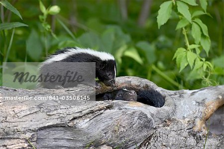 Mouffette rayée (Mephitis mephitis) bébé sur journal d'adulte dans le journal, en captivité, grès, Minnesota, États-Unis d'Amérique, l'Amérique du Nord