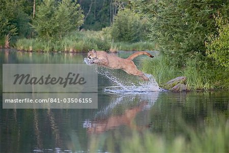 Mountain lion or cougar (Felis concolor) jumping into the water, in captivity, Sandstone, Minnesota, United States of America, North America