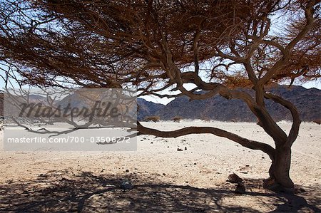 Bare Tree, Arabian Desert, Sahara Desert, Egypt Bare Tree, Arabian Desert, Sahara Desert, Egypt