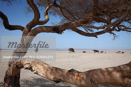 Bare Tree, désert d'Arabie, désert du Sahara, Egypte