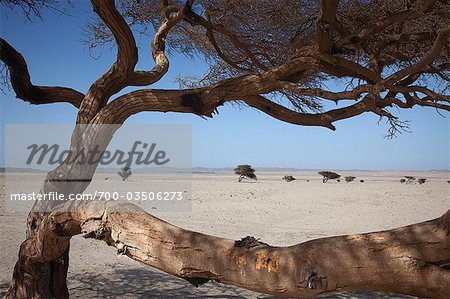 Bare Tree, Arabian Desert, Sahara Desert, Egypt Bare Tree, Arabian Desert, Sahara Desert, Egypt