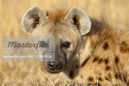 Hyäne (Hyaena Gefleckte) entdeckt (Crocuta Crocuta), Masai Mara National Reserve, Kenia, Ostafrika, Afrika