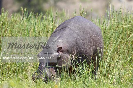 Hippopotame (Hippopotamus amphibius) hors de l'eau, le pâturage, le Parc National Kruger, Afrique du Sud, Afrique