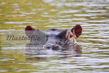 Hippopotame (Hippopotamus amphibius), Parc National du Serengeti en Tanzanie, Afrique de l'est, Afrique