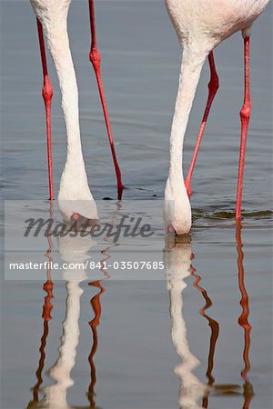 Lesser flamingo (Phoeniconaias minor), Lake Nakuru National Park, Kenya, East Africa, Africa
