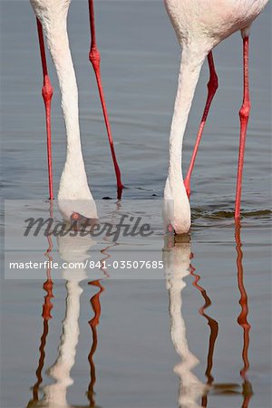 Lesser flamingo (Phoeniconaias minor), Lake Nakuru National Park, Kenya, East Africa, Africa Lesser flamingo (Phoeniconaias minor), Lake Nakuru National Park, Kenya, East Africa, Africa