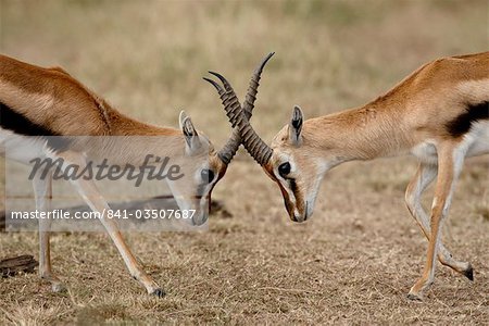 Männliche Thomson's Gazelle (Gazella Thomsonii) kämpfen, Masai Mara National Reserve, Kenia, Ostafrika, Afrika