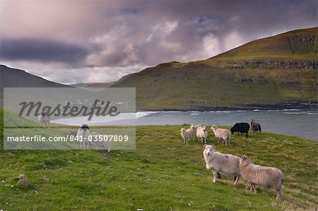 Sheep, Husavik bay and village in background, Sandoy, Faroe Islands (Faroes), Denmark, Europe
