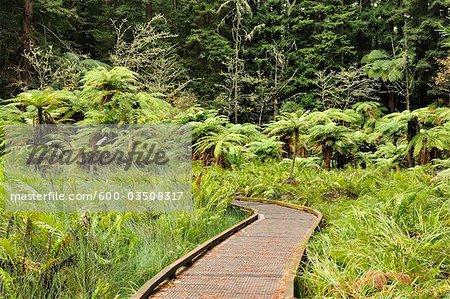 Passerelle, les séquoias, Whakarewarewa Forest, Rotorua, Bay of Plenty, North Island, Nouvelle-Zélande Passerelle, les séquoias, Whakarewarewa Forest, Rotorua, Bay of Plenty, North Island, Nouvelle-Zélande