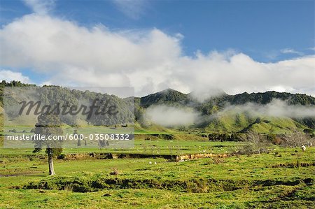 Terres agricoles, près de Matawai, Gisborne, North Island, Nouvelle-Zélande