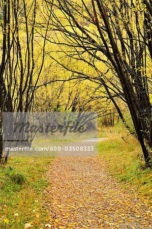 Wanderweg im Herbst, Arrowtown, Otago, Südinsel, Neuseeland