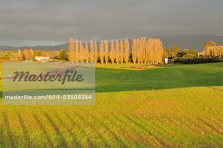 Terres agricoles, près de Te Puke, Bay of Plenty, North Island, Nouvelle-Zélande
