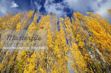 Poplar Trees, Lake Wanaka, Otago, South Island, New Zealand